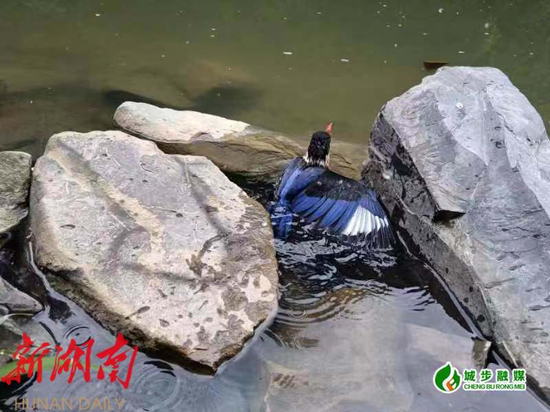 城步林业局:为候鸟迁徙“保驾护航”_邵阳头条网